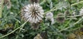 a flowering globe thistle (Echinops sphaerocephalus) with a bee Royalty Free Stock Photo