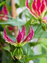 Flowering Gloriosa superba plant Royalty Free Stock Photo