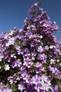 Flowering glory bush, or manaca da serra Royalty Free Stock Photo