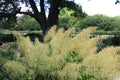 A flowering Goat`s Beard plant in a park in Hales Corners, Wisconsin