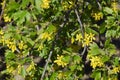 Flowering golden currants in the garden Royalty Free Stock Photo