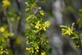 Flowering golden currants in the garden Royalty Free Stock Photo