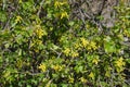 Flowering golden currants in the garden