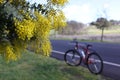 A flowering Golden Wattle Tree by the roadside in Victoria, Australia