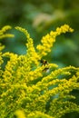 Beautiful yellow goldenrod flowers and bee. Royalty Free Stock Photo