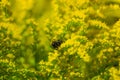 Beautiful yellow goldenrod flowers and bee. Royalty Free Stock Photo