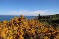 Flowering Gorse Bush and Ruins of Dunure Castle Scotland