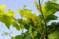 Flowering grapes against the blue sky. Flowering vine. Grape vine with young leaves and buds blooming in the vineyard Royalty Free Stock Photo