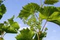 Flowering grapes against the blue sky. Flowering vine. Grape vine with young leaves and buds blooming in the vineyard Royalty Free Stock Photo