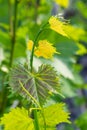 Flowering grapes against the blue sky. Flowering vine. Grape vine with young leaves and buds blooming in the vineyard Royalty Free Stock Photo