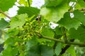 Flowering grapes against the blue sky. Flowering vine. Grape vine with young leaves and buds blooming in the vineyard Royalty Free Stock Photo