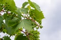 Flowering grapes against the blue sky. Flowering vine. Grape vine with young leaves and buds blooming in the vineyard Royalty Free Stock Photo