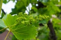 Flowering grapes against the blue sky. Flowering vine. Grape vine with young leaves and buds blooming in the vineyard Royalty Free Stock Photo