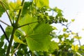 Flowering grapes against the blue sky. Flowering vine. Grape vine with young leaves and buds blooming in the vineyard Royalty Free Stock Photo