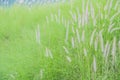 Flowering grass bending in the wind against the sky Royalty Free Stock Photo