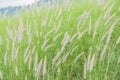 Flowering grass bending in the wind against the sky Royalty Free Stock Photo