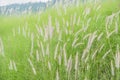 Flowering grass bending in the wind against the sky Royalty Free Stock Photo