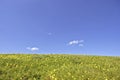 Flowering grass and a blue sky