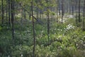 Flowering grass among the bush