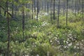 Flowering grass among the bush