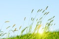 Flowering grass in detail - Allergens - Allergy