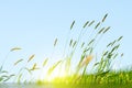 Flowering grass in detail - Allergens - Allergy