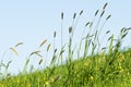 Flowering grass in detail - Allergens - Allergy