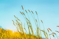 Flowering grass in detail - Allergens - Allergy