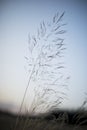 Flowering grass in evening Royalty Free Stock Photo