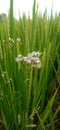 Flowering grass that grows among the rice plants Royalty Free Stock Photo