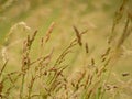 Flowering grass halms in a prairie,poaceae Royalty Free Stock Photo