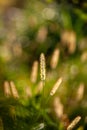 Flowering grass in the light