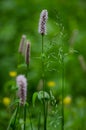 Flowering grass (Poaceae) Royalty Free Stock Photo