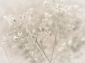 Flowering grass with soft focus Royalty Free Stock Photo