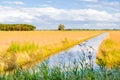 Flowering grass and wild plants on the edge of a ditch Royalty Free Stock Photo