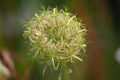 Flowering grass woven into a ball close up Royalty Free Stock Photo