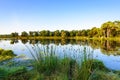 Flowering great bulrush on the edge of a lake