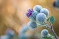 Flowering Great Burdock Royalty Free Stock Photo