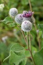 Flowering Great Burdock Arctium lappa with buds and large leaves on a green background