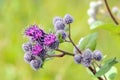 Flowering Great Burdock (Arctium lappa) Royalty Free Stock Photo