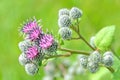 Flowering Great Burdock (Arctium lappa) Royalty Free Stock Photo