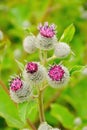 Flowering Great Burdock Arctium lappa