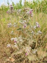 Flowering Greater Burdock Royalty Free Stock Photo