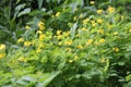 Flowering greater celandine Chelidonium majus plant with green leaves and yellow flowers