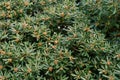 Flowering green bush of Japanese cheese wood