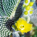 Flowering Cactus texture background. Cactus opuntia microdasys.