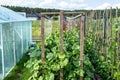 Flowering green cucumbers in a home garden in wooden boxes, visible wooden scaffolding.