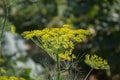 Flowering green dill herbs plant in garden Anethum graveolens. Closeup of fennel flowers on summer time. Agricultural background
