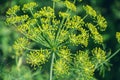 Flowering green dill herbs plant in garden Anethum graveolens. Closeup of fennel flowers on summer time. Agricultural background Royalty Free Stock Photo