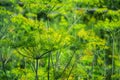 Flowering green dill herbs plant in garden Anethum graveolens. Closeup of fennel flowers on summer time. Agricultural background Royalty Free Stock Photo